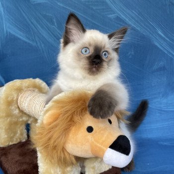 chaton Ragdoll seal point Smooky Les Ragdolls de la Croisette chaton Ragdoll seal point Smooky Les Ragdolls de la Croisette