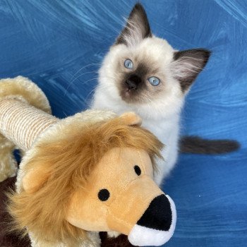 chaton Ragdoll seal point Smooky Les Ragdolls de la Croisette chaton Ragdoll seal point Smooky Les Ragdolls de la Croisette
