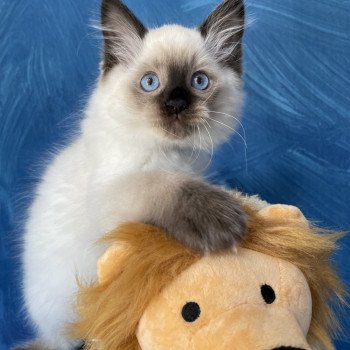 chaton Ragdoll seal point Smooky Les Ragdolls de la Croisette chaton Ragdoll seal point Smooky Les Ragdolls de la Croisette