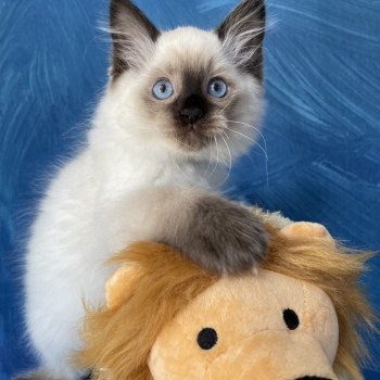 chaton Ragdoll seal point Smooky Les Ragdolls de la Croisette