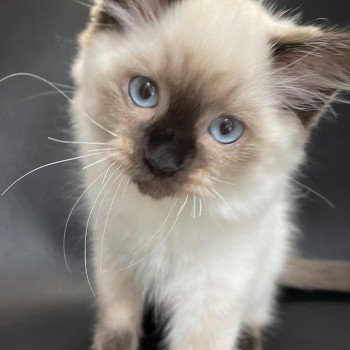 chaton Ragdoll seal point Smooky Les Ragdolls de la Croisette chaton Ragdoll seal point Smooky Les Ragdolls de la Croisette