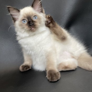 chaton Ragdoll seal point Smooky Les Ragdolls de la Croisette