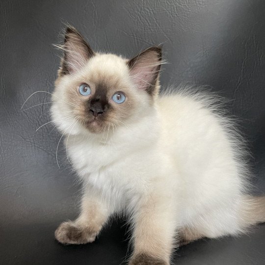 chaton Ragdoll seal point Smooky Les Ragdolls de la Croisette