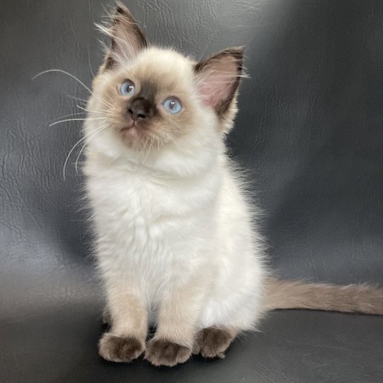 chaton Ragdoll seal point Smooky Les Ragdolls de la Croisette