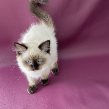 chaton Ragdoll seal point Smoky Les Ragdolls de la Croisette chaton Ragdoll seal point Smoky Les Ragdolls de la Croisette
