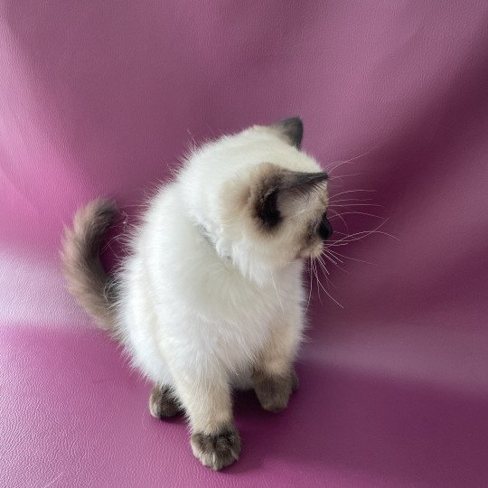 chaton Ragdoll seal point Smoky Les Ragdolls de la Croisette