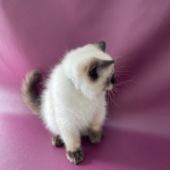 chaton Ragdoll seal point Smoky Les Ragdolls de la Croisette