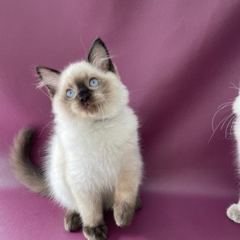 chaton Ragdoll seal point Smoky Les Ragdolls de la Croisette chaton Ragdoll seal point Smoky Les Ragdolls de la Croisette