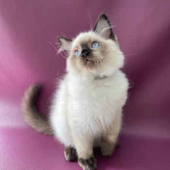 chaton Ragdoll seal point Smoky Les Ragdolls de la Croisette chaton Ragdoll seal point Smoky Les Ragdolls de la Croisette