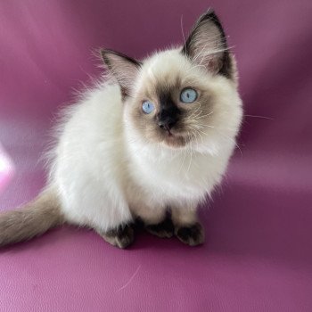 chaton Ragdoll seal point Smoky Les Ragdolls de la Croisette chaton Ragdoll seal point Smoky Les Ragdolls de la Croisette