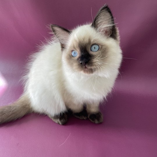 chaton Ragdoll seal point Smoky Les Ragdolls de la Croisette