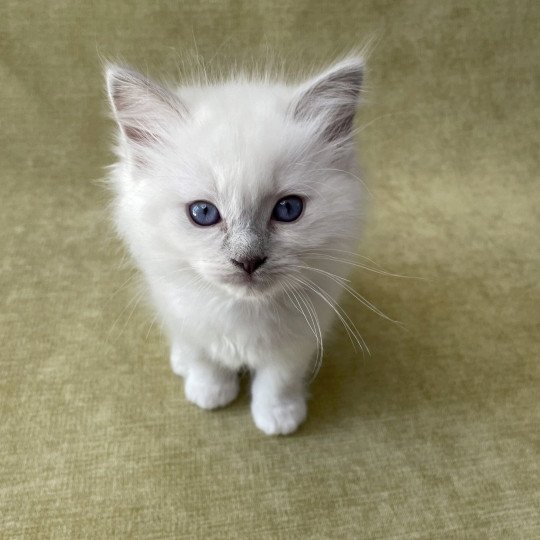 chaton Ragdoll point mitted Gris Les Ragdolls de la Croisette