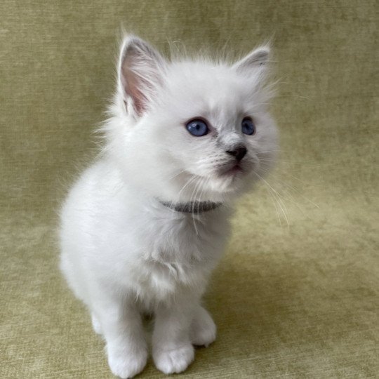 chaton Ragdoll point mitted Gris Les Ragdolls de la Croisette