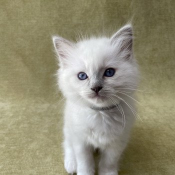 chaton Ragdoll point mitted Gris Les Ragdolls de la Croisette