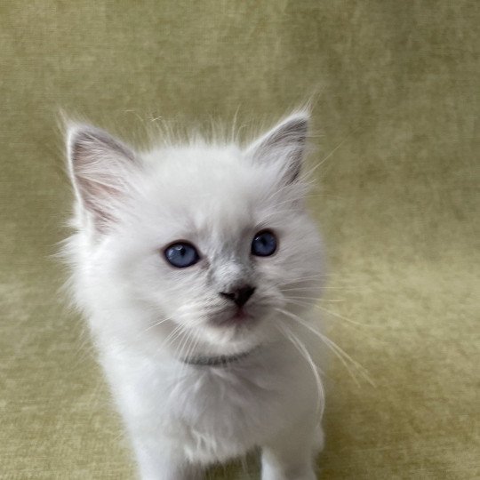 chaton Ragdoll point mitted Gris Les Ragdolls de la Croisette