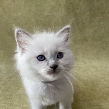 chaton Ragdoll point mitted Gris Les Ragdolls de la Croisette