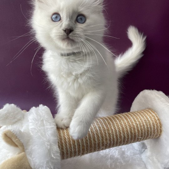 chaton Ragdoll point mitted Treasure Les Ragdolls de la Croisette