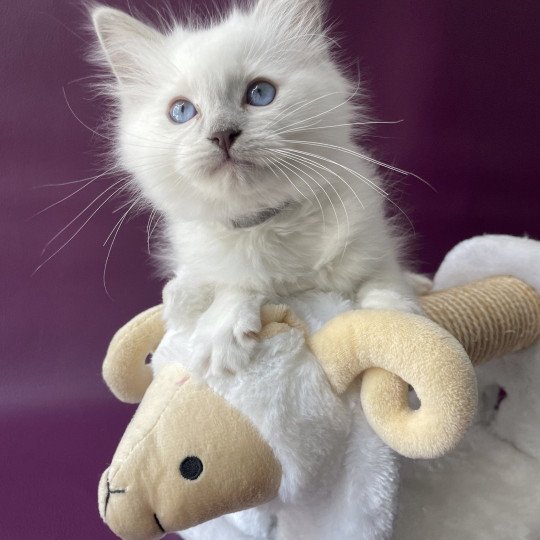 chaton Ragdoll point mitted Treasure Les Ragdolls de la Croisette