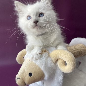 chaton Ragdoll point mitted Treasure Les Ragdolls de la Croisette chaton Ragdoll point mitted Treasure Les Ragdolls de la Croisette