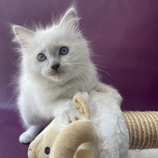 chaton Ragdoll point mitted Treasure Les Ragdolls de la Croisette