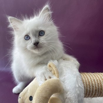 chaton Ragdoll point mitted Treasure Les Ragdolls de la Croisette