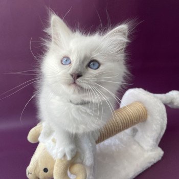 chaton Ragdoll point mitted Treasure Les Ragdolls de la Croisette