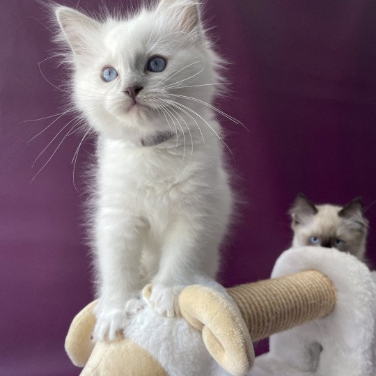 chaton Ragdoll point mitted Treasure Les Ragdolls de la Croisette