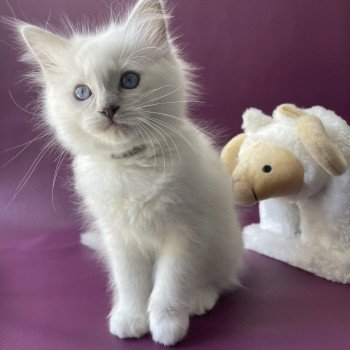 chaton Ragdoll point mitted Treasure Les Ragdolls de la Croisette