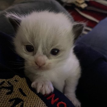 chaton Ragdoll Gris Les Ragdolls de la Croisette