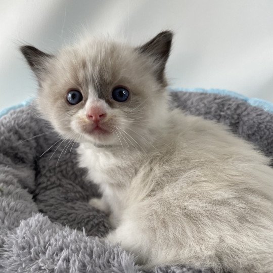 chaton Ragdoll seal point bicolor Gris Les Ragdolls de la Croisette