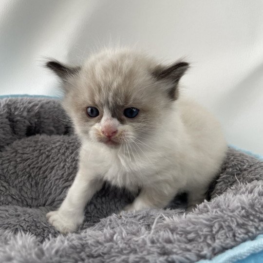 chaton Ragdoll seal point bicolor Gris Les Ragdolls de la Croisette