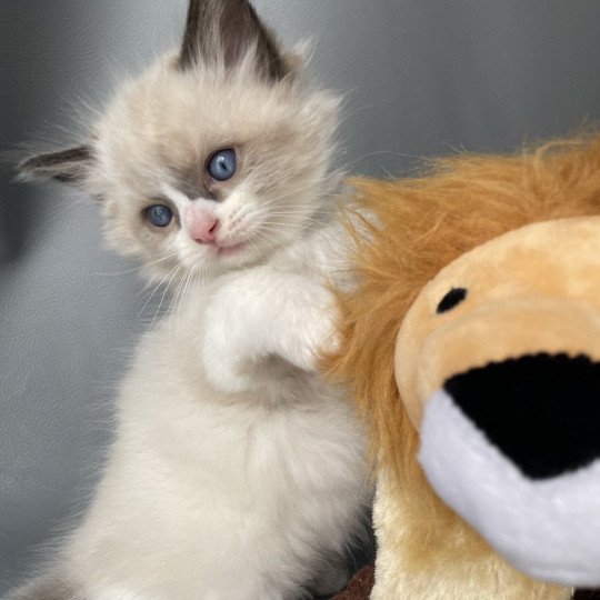 chaton Ragdoll seal point bicolor Gris Les Ragdolls de la Croisette