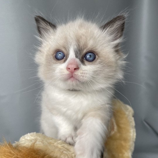 chaton Ragdoll seal point bicolor Gris Les Ragdolls de la Croisette