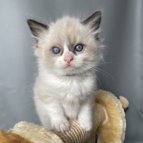 chaton Ragdoll seal point bicolor Gris Les Ragdolls de la Croisette