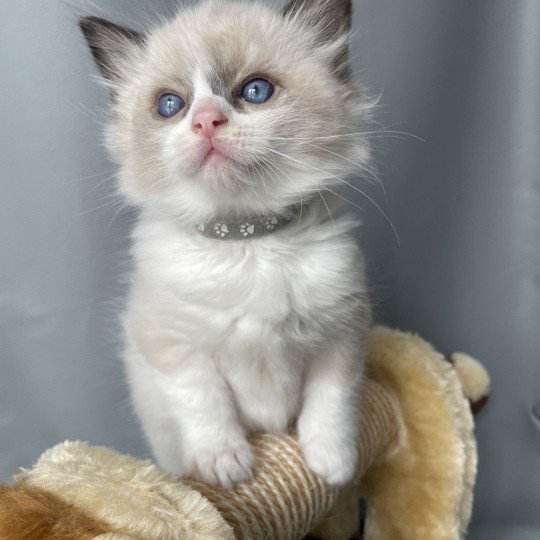 chaton Ragdoll seal point bicolor Gris Les Ragdolls de la Croisette