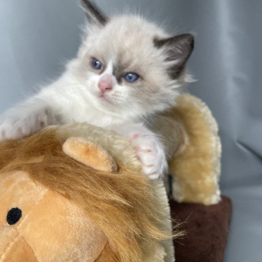 chaton Ragdoll seal point bicolor Gris Les Ragdolls de la Croisette