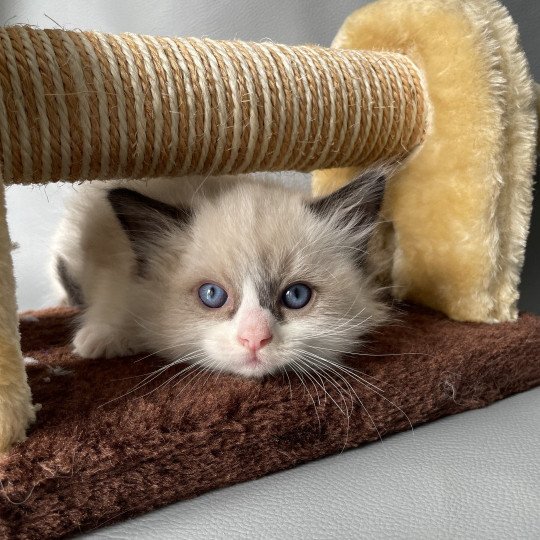 chaton Ragdoll seal point bicolor Gris Les Ragdolls de la Croisette