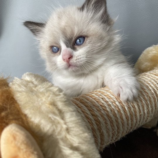 chaton Ragdoll seal point bicolor Gris Les Ragdolls de la Croisette