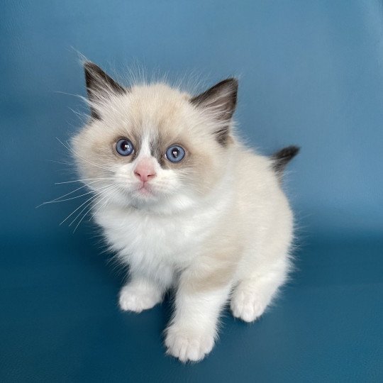 chaton Ragdoll seal point bicolor U'Gribouille Gris Les Ragdolls de la Croisette