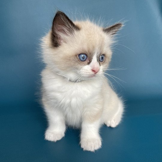 chaton Ragdoll seal point bicolor U'Gribouille Gris Les Ragdolls de la Croisette