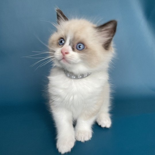 chaton Ragdoll seal point bicolor U'Gribouille Gris Les Ragdolls de la Croisette