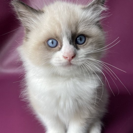 chaton Ragdoll seal point bicolor U'Gribouille Gris Les Ragdolls de la Croisette