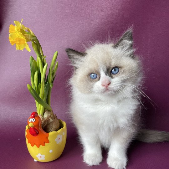 chaton Ragdoll seal point bicolor U'Gribouille Gris Les Ragdolls de la Croisette