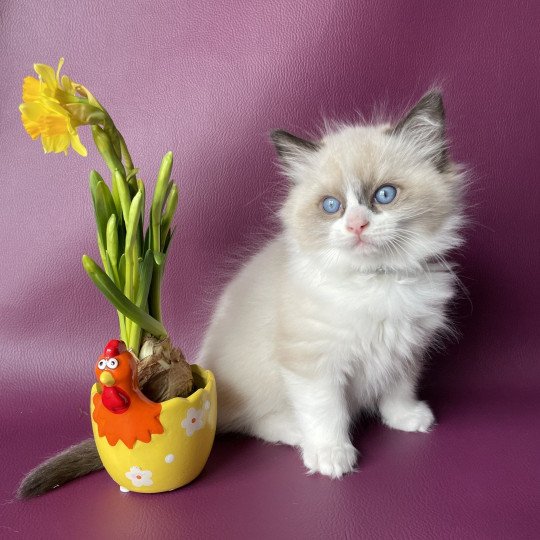 chaton Ragdoll seal point bicolor U'Gribouille Gris Les Ragdolls de la Croisette