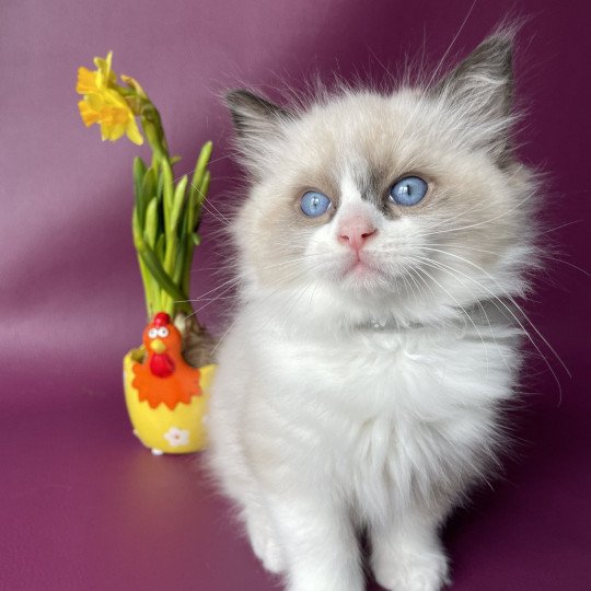 chaton Ragdoll seal point bicolor U'Gribouille Gris Les Ragdolls de la Croisette