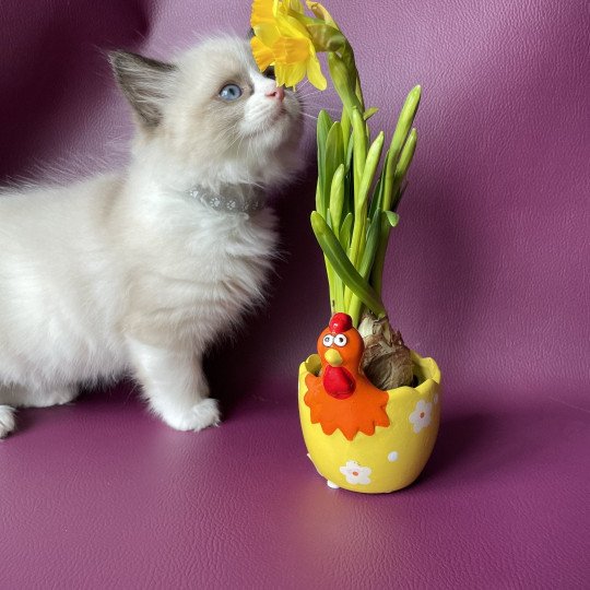 chaton Ragdoll seal point bicolor U'Gribouille Gris Les Ragdolls de la Croisette