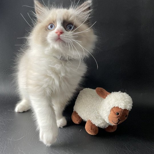 chaton Ragdoll seal point bicolor U'Gribouille Les Ragdolls de la Croisette