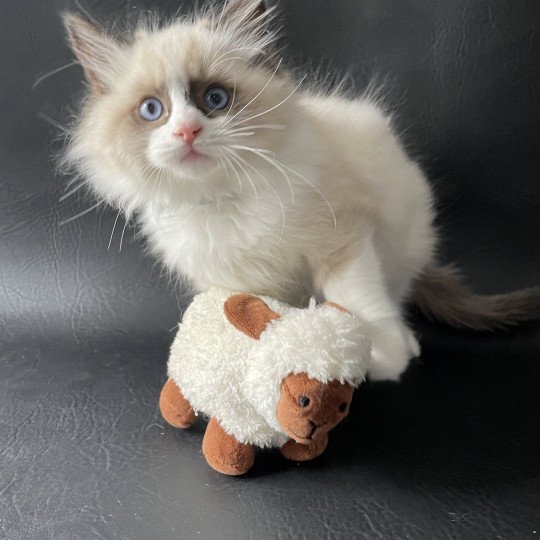 chaton Ragdoll seal point bicolor U'Gribouille Les Ragdolls de la Croisette