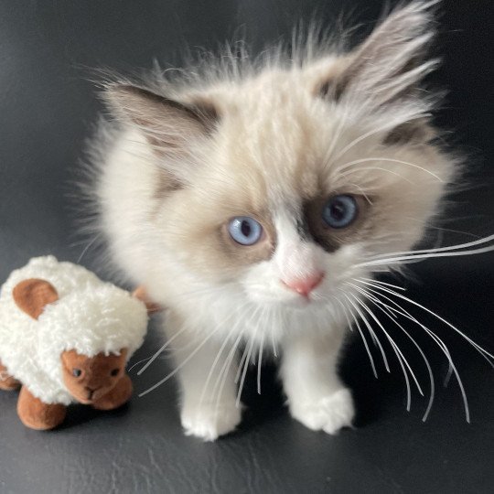 chaton Ragdoll seal point bicolor U'Gribouille Les Ragdolls de la Croisette