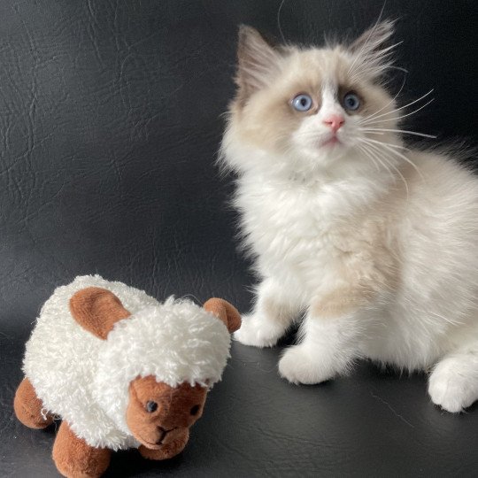 chaton Ragdoll seal point bicolor U'Gribouille Les Ragdolls de la Croisette